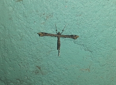 Stenoptilodes sematodactyla