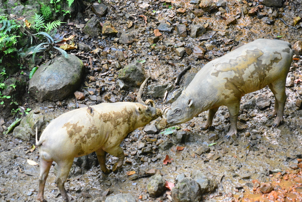 Malenge Babirusa
