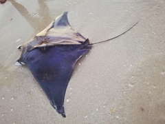 Mobula hypostoma