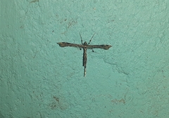 Stenoptilodes sematodactyla