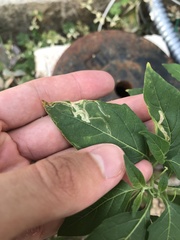 Liriomyza minutiseta