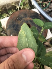 Liriomyza minutiseta