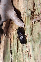 Figulus laevipennis