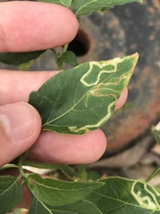 Liriomyza minutiseta