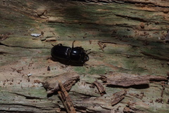Figulus laevipennis