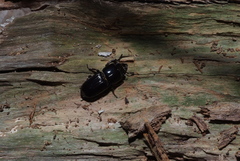 Figulus laevipennis