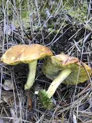 Xerocomus tenax