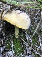 Xerocomus tenax