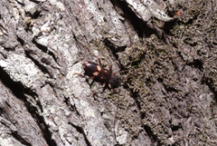 Phoracantha punctata