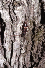 Phoracantha punctata