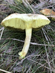 Xerocomus tenax