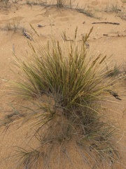 Poa billardierei