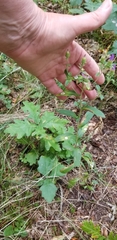 Eurybia spectabilis
