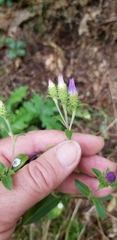 Eurybia spectabilis