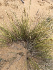 Poa billardierei