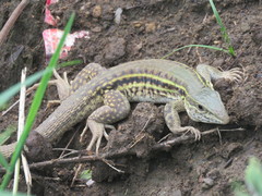 Aspidoscelis costatus