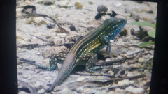 Cnemidophorus lemniscatus