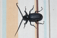 Prionomma bigibbosum