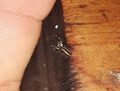 Dendryphantes mordax