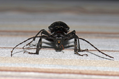 Prionomma bigibbosum