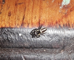 Dendryphantes mordax