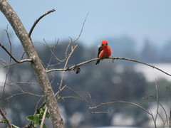 Pyrocephalus rubinus