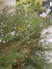 Lythrum californicum