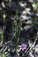 Romulea rosea australis