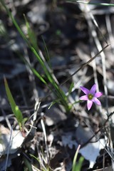 Romulea rosea australis