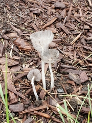 Coprinopsis lagopus