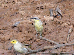 Ptilotula keartlandi