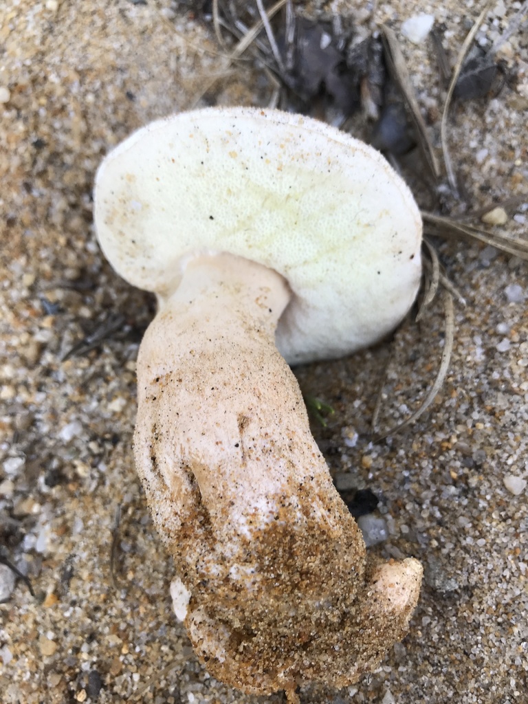 Gyroporus subalbellus