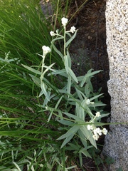 Pseudognaphalium thermale