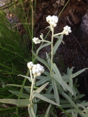 Pseudognaphalium thermale