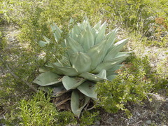 Agave ovatifolia