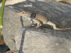 Sceloporus