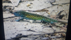Cnemidophorus lemniscatus