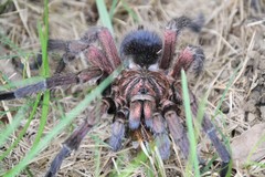 Phormictopus atrichomatus