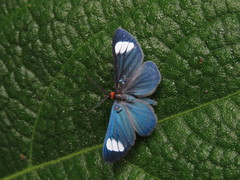 Neopaniasis