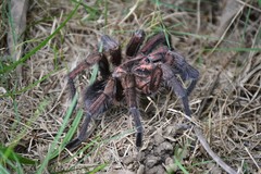 Phormictopus atrichomatus