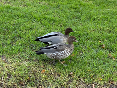 Chenonetta jubata