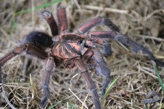 Phormictopus atrichomatus