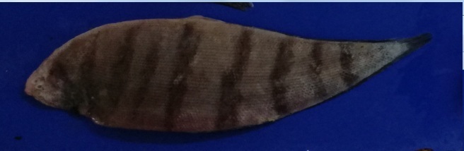 Banded tonguefish (Symphurus fasciolaris) — Cynoglossidae