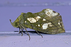 Eudocima hypermnestra