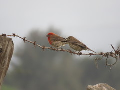 Haemorhous mexicanus
