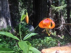 Lilium pardalinum pardalinum