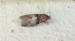 Sciota vetustella