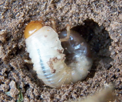 Phyllophaga crinita