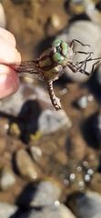 Ophiogomphus