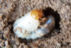 Phyllophaga crinita